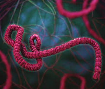 Ebola-vírus