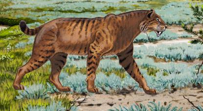 A kardfogú macska (Homotherium latidens) szemfog-leletei
