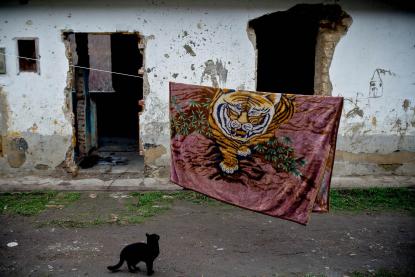 Miau Miau