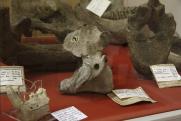 110 éves a MTM Bakonyi Természettudományi Múzeum geológiai gyűjteménye, kövületek