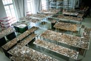 A leletek restaurálásával a budapesti Salisbury Kft. munkatársai foglalkoznak, akiknek  elképesztő mennyiségű, 60 rekesznyi anyaggal kell megbirkózniuk, a megközelítőleg 100 darab edény helyreállításakor.  