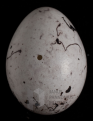 A citromsármány (Emberiza citrinella) tojáson jól látszik a kifúrás nyoma, ezen\r\nkeresztül fúják ki a tartalmát