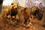 Az Afrika-kiállítás oroszlánjai