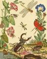 Az illusztrációk aranykora - Híres flóra és fauna ábrázolások