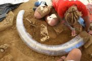 Egy fiatal mamut feldarabolt vázának maradványaira bukkantak Ausztriában