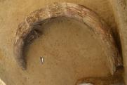 Egy fiatal mamut feldarabolt vázának maradványaira bukkantak Ausztriában