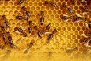 Méhek és méhészek – az ősi mesterség, amiről olyan keveset tudunk