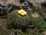 Országos Tavaszi Kaktuszkiállítás és -vásár