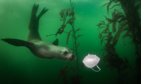 Egy kíváncsi kaliforniai oroszlánfóka úszik egy arcmaszk felé a Breakwater búvárhelyen Montereyben, Kaliforniában, az Egyesült Államokban.