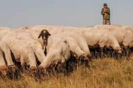 Szeged és a vármegyei legjobb sajtófotóit mutatják be a Móra-múzeumban