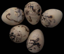 Nádi sármány (Emberiza schoeniclus) fészekalj\r\n