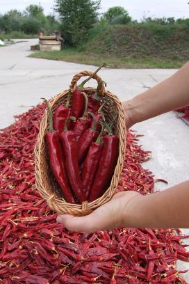 Röszkei paprika