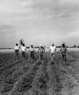  Az 1960-as években a paprika útját (hosszában) ekekapával művelték, míg közeit (keresztben) továbbra is kézikapával tartották rendben.