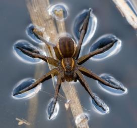 Parti vidrapók (Dolomedes plantarius)