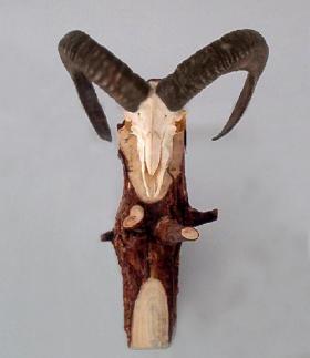 Trophy