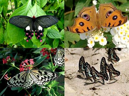 Taiwan Butterflies Taiwan Butterflies