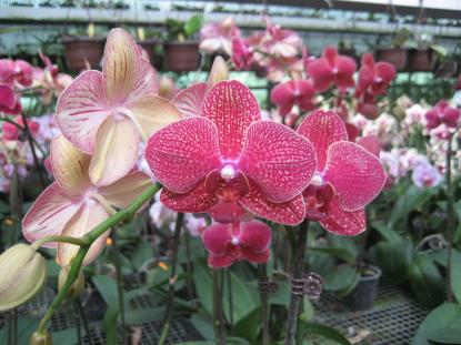 Tavaszi Orchidea Kiállítás, 2016 Tavaszi Orchidea Kiállítás, 2016