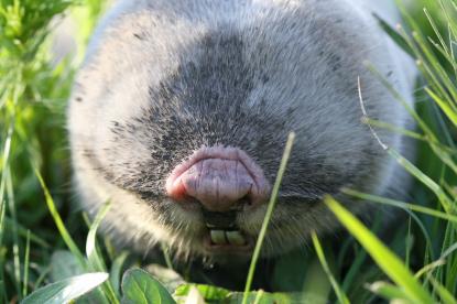 Földikutya