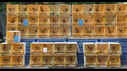 Waliczky Tamás: Mikromozgások pillanatfelvételekben, 2013/14, egycsatornás videó installáció