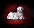 Sheep I.