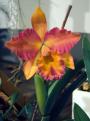 International Orchid Exhibition