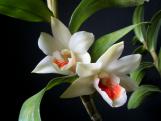 Orchidea