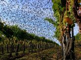 Starlings