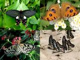 Taiwan Butterflies