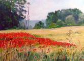 Red poppies