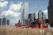 Wheatfield – A Confrontation: Battery Park Landfill, Downtown Manhattan – The Harvest, 1982/2024