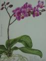 Phalaenopsis