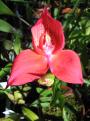 Disa kewensis Disa kewensis