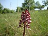 Bíboros kosbor (Orchis purpurea) a Kelet-Mecsekben