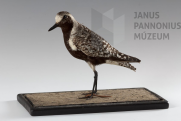 Ezüstlile (Pluvialis squatarola). Horváth Lajos preparálása