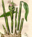 Herbarius