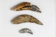  A kardfogú macska (Homotherium latidens) szemfog-leletei