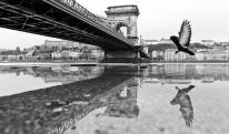 Madárlátta Budapest