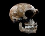 A neandervölgyi emberkoponyája