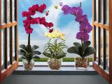 Orchideák a lakásban