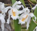 Coelogyne cristata 2
