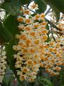 D. thyrsiflorum