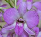 Dendrobiumphalaenopsis