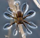 Parti vidrapók (Dolomedes plantarius)