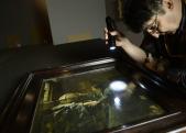 Fáy András, a Szépművészeti Múzeum Restaurátori Főosztályának vezetője nézi Johan Vermeer: Az asztronómus című, a Louvre-ból érkezett festményét.