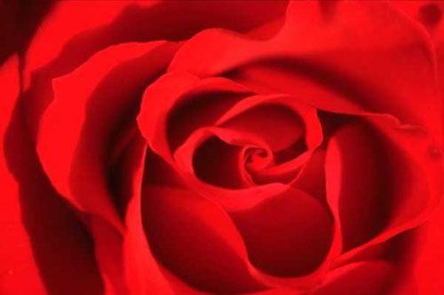 Országos virágkötő verseny és kiállítás