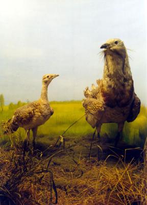 Great bustard