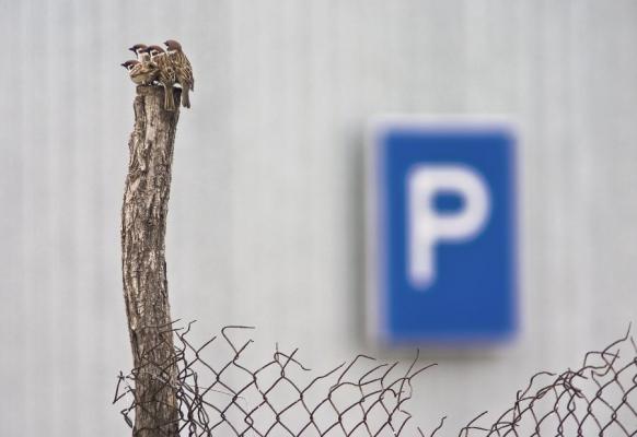 Daroczi Csaba fotója