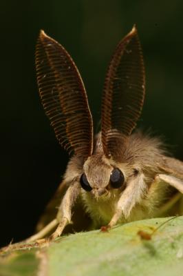 Gyapjaslepke