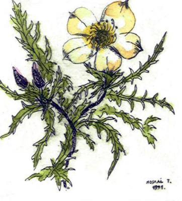 Work of Tibor Moskál