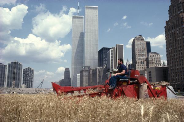 Wheatfield – A Confrontation: Battery Park Landfill, Downtown Manhattan – The Harvest, 1982/2024